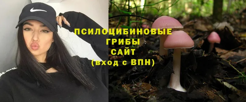 Псилоцибиновые грибы Psilocybe  Дмитров 